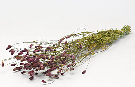 Sanguisorba 70cm