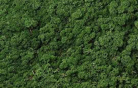 Reindeer Moss Mossgreen per kg
