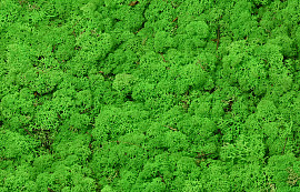 Lichen stabilisé Vert Herbe Clair par kg