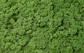 Reindeer Moss Medium Green per kg