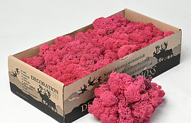 Islandmoos Fuchsia 500Gr.