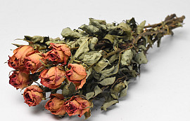 Roses Jaune-Rose 50cm, 10 pièces par bouquet