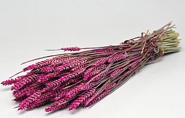 Bouquet Triticum Rose (blé) 70cm