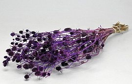 Chardon Eryngium 60cm Violet