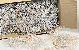Dry Tree White Wash per Kg