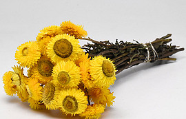 Bouquet Helichrysum Ouvert Jaune 45cm