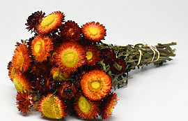 Bouquet Helichrysum Rouge Ouvert 45cm