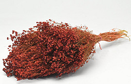 Broom Bloom Rusty Red 50cm