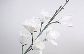 Foam Magnolia Wit, D 18cm