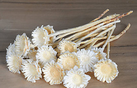 Protea Rosette Bleached 20-Pack