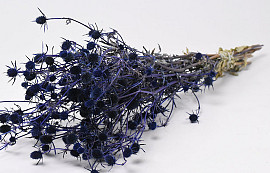 Eryngium Thistles 60cm Blue