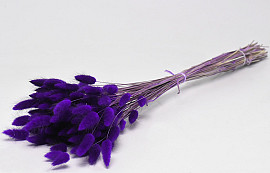 Lagurus Purple 65cm