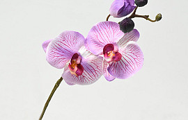 Phalaenopsis 33cm Pink