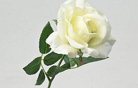 Rose Crème 37cm