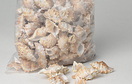 Shells Penn Chiman 1kg