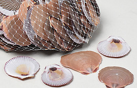 Shells Amusium Japonicum 1kg