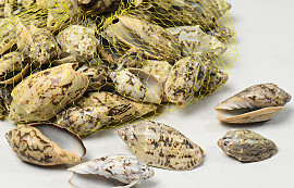 Shells Pinang Kecil 1kg