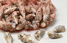 Shells Kuwek Tanduk 1kg