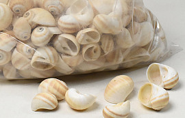 Shells Mattukan 1kg
