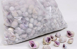 Schelpen Violet 1kg