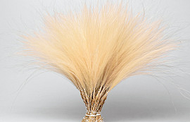 Stipa Penata 50cm, 50 Büschel