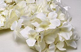 Hortensia Kop Crème D16cm