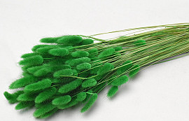 Lagurus Green 65cm