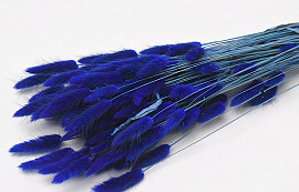 Lagurus Blau 60cm