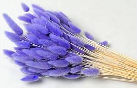 Lagurus Pastel Purple 65cm