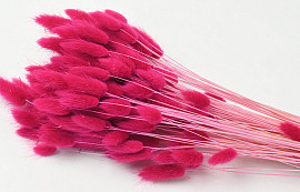 Bouquet Lagurus Fuchsia 65cm