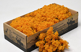 Reindeer Moss Orange 500g.