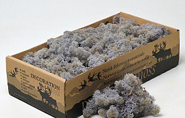 Reindeer Moss Lavender 500gr.