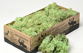 Reindeer Moss Mint Green 500g.