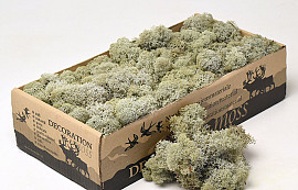 Reindeer Moss Grey 500gr.