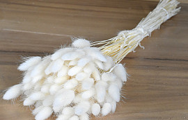 Lagurus Gebleekt 70cm