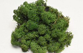 Reindeer Moss Moss Green 40g.