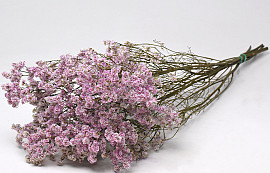 Limonium Pink 70cm 