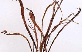 Salix Sekka 80cm par Branche