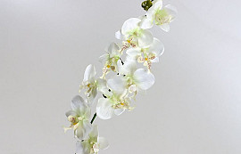 OrchidÃ©e Papillon 80cm blanc
