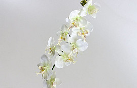 Phalaenopsis 9-flowers 80cm white