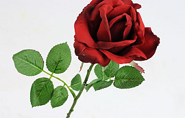 Rose 37cm Rot