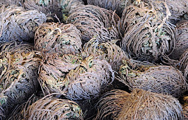 Rose of Jericho