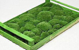 Cushion Moss Forest Green (Crate 38x58cm)