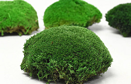 Cushion Moss Forest Green sample