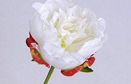 Peony Rose 25cm White