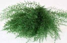 Air Fern Vert Olive 5-Pack 15cm