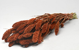 Setaria Burnt Orange 65cm