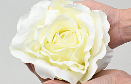 Rose Cream D21cm