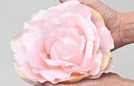 Rose Pink D21cm