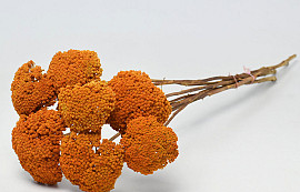 Achillea Parker Orange 70cm